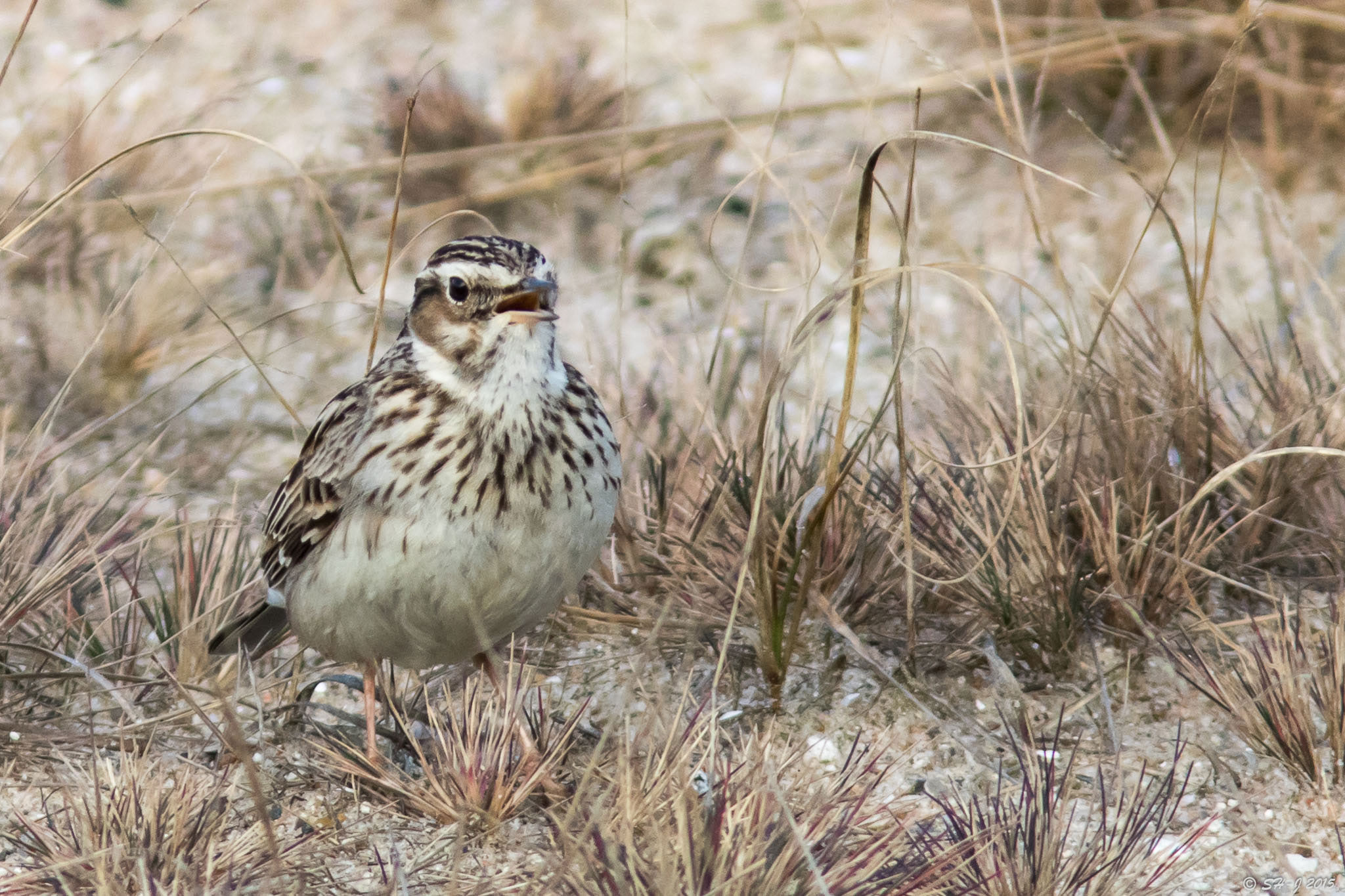 Latinsk navn Lullula arborea Steen HøjmarkJensen